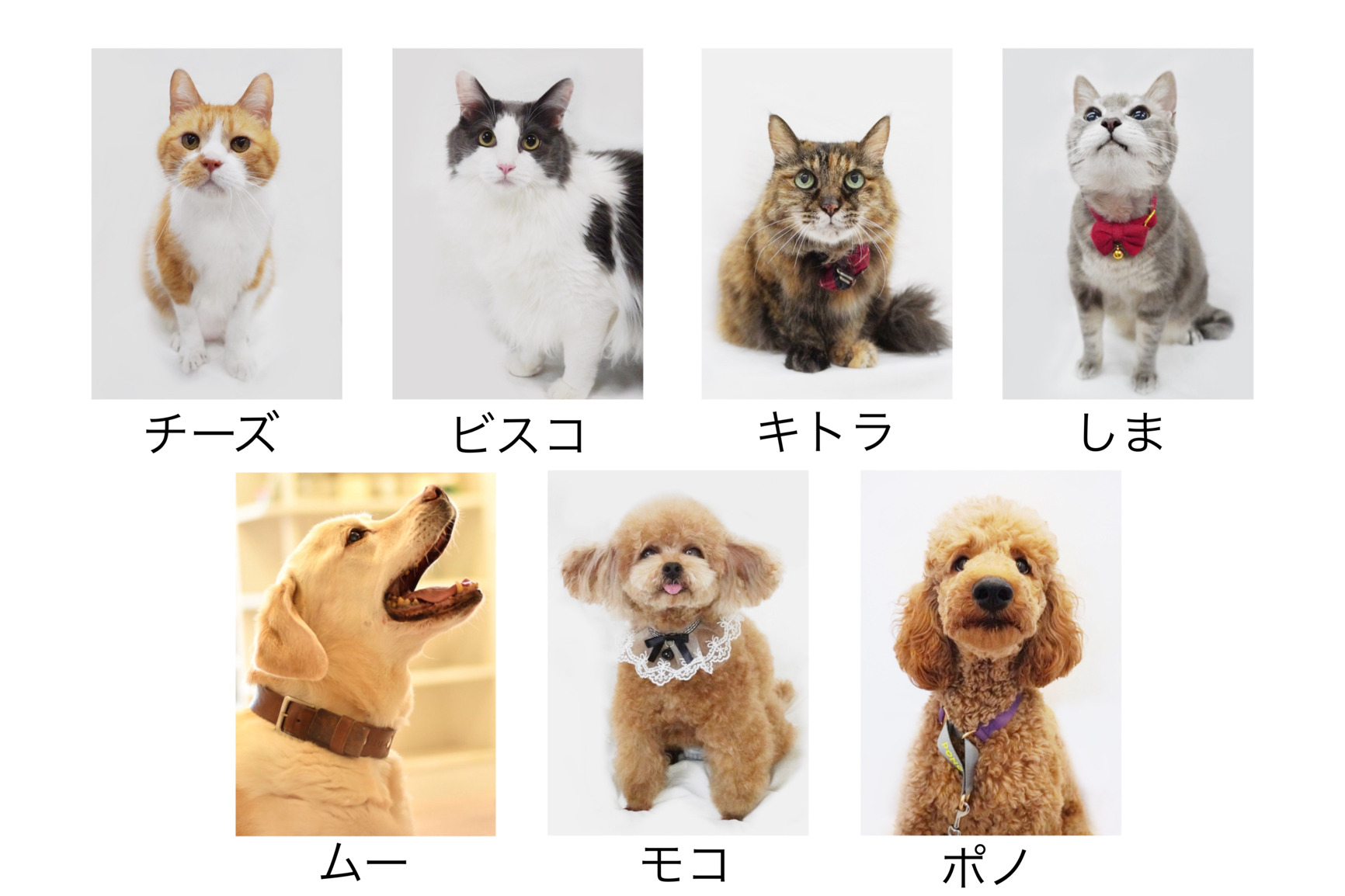 アニマルスタッフ